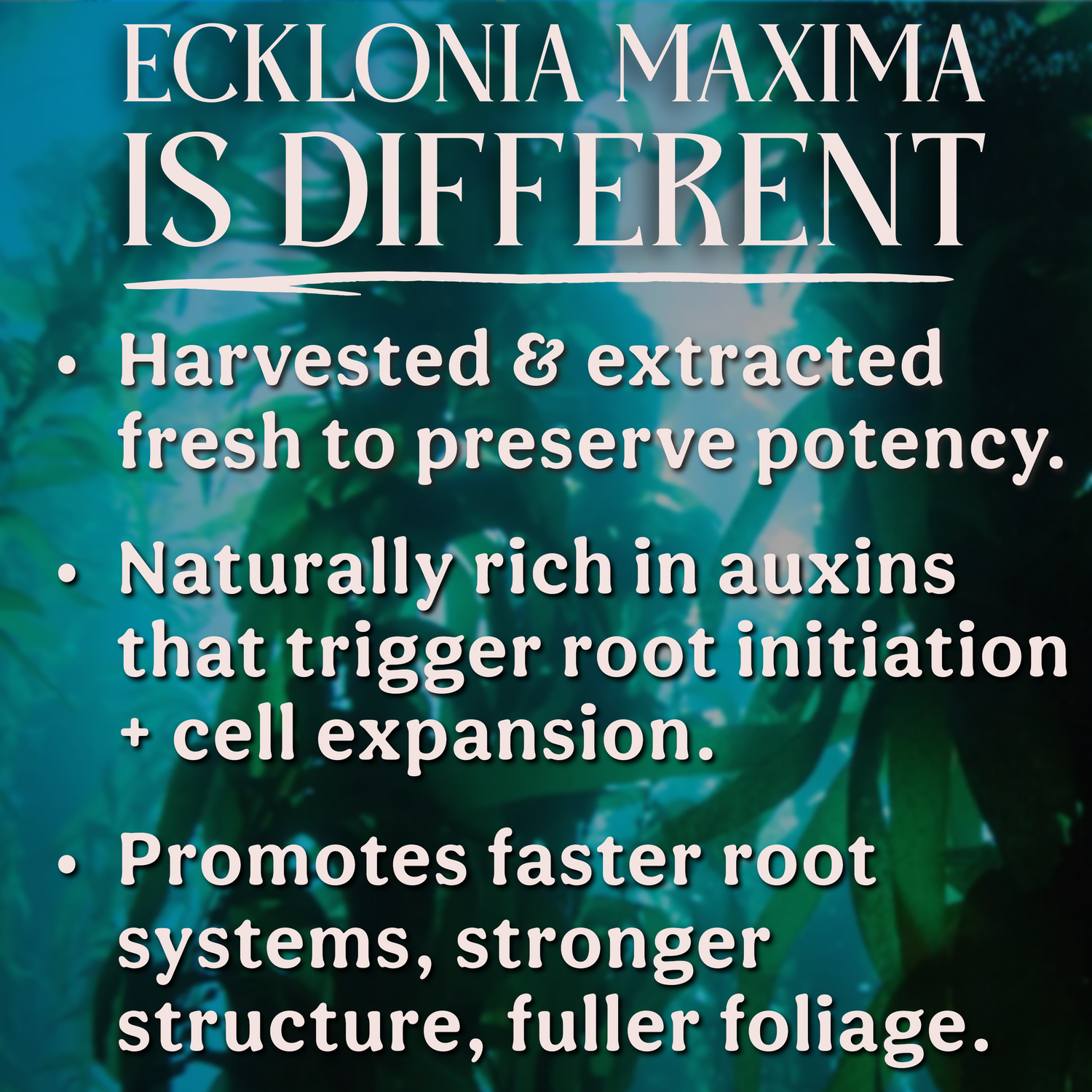 100% Kelp Extract Plant Superfood