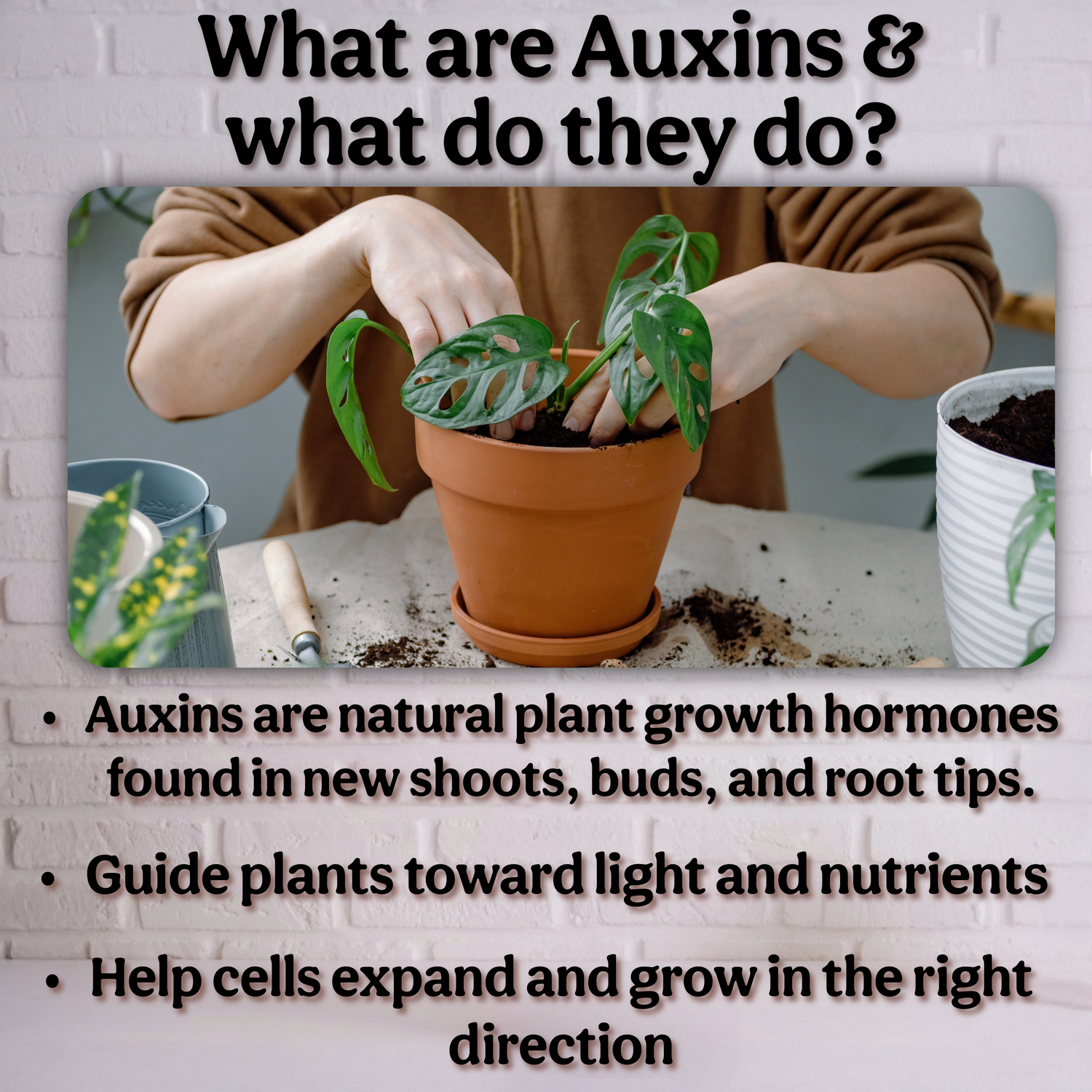 100% Kelp Extract Plant Superfood