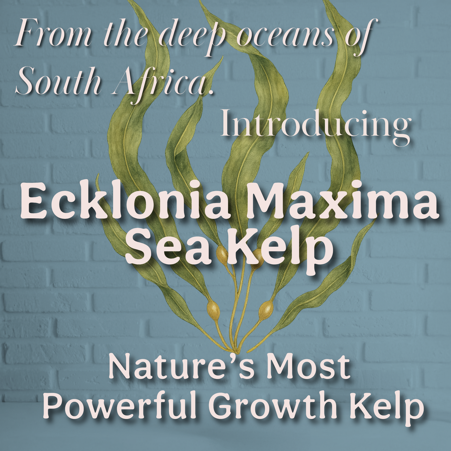 100% Kelp Extract Plant Superfood