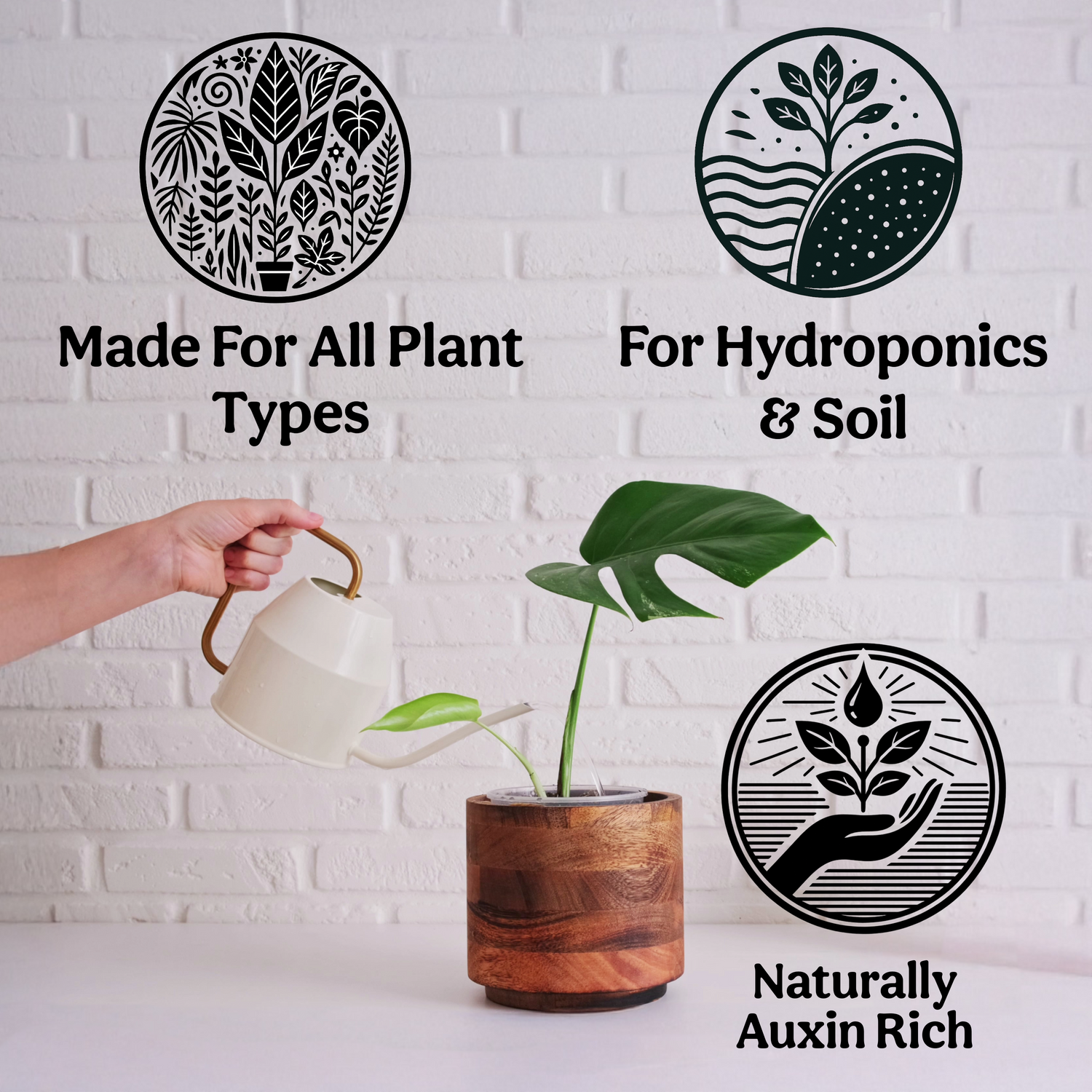 100% Kelp Extract Plant Superfood