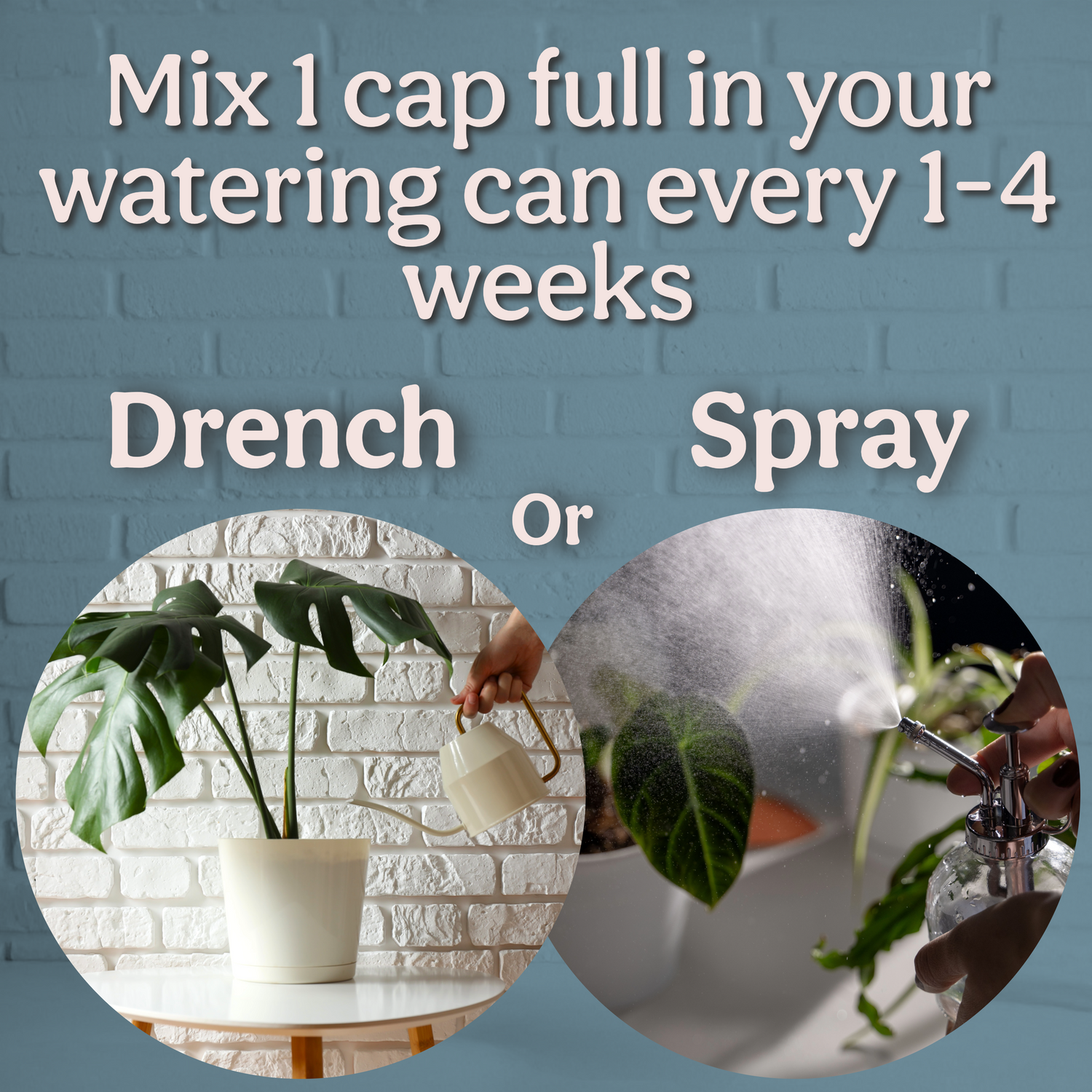 100% Kelp Extract Plant Superfood