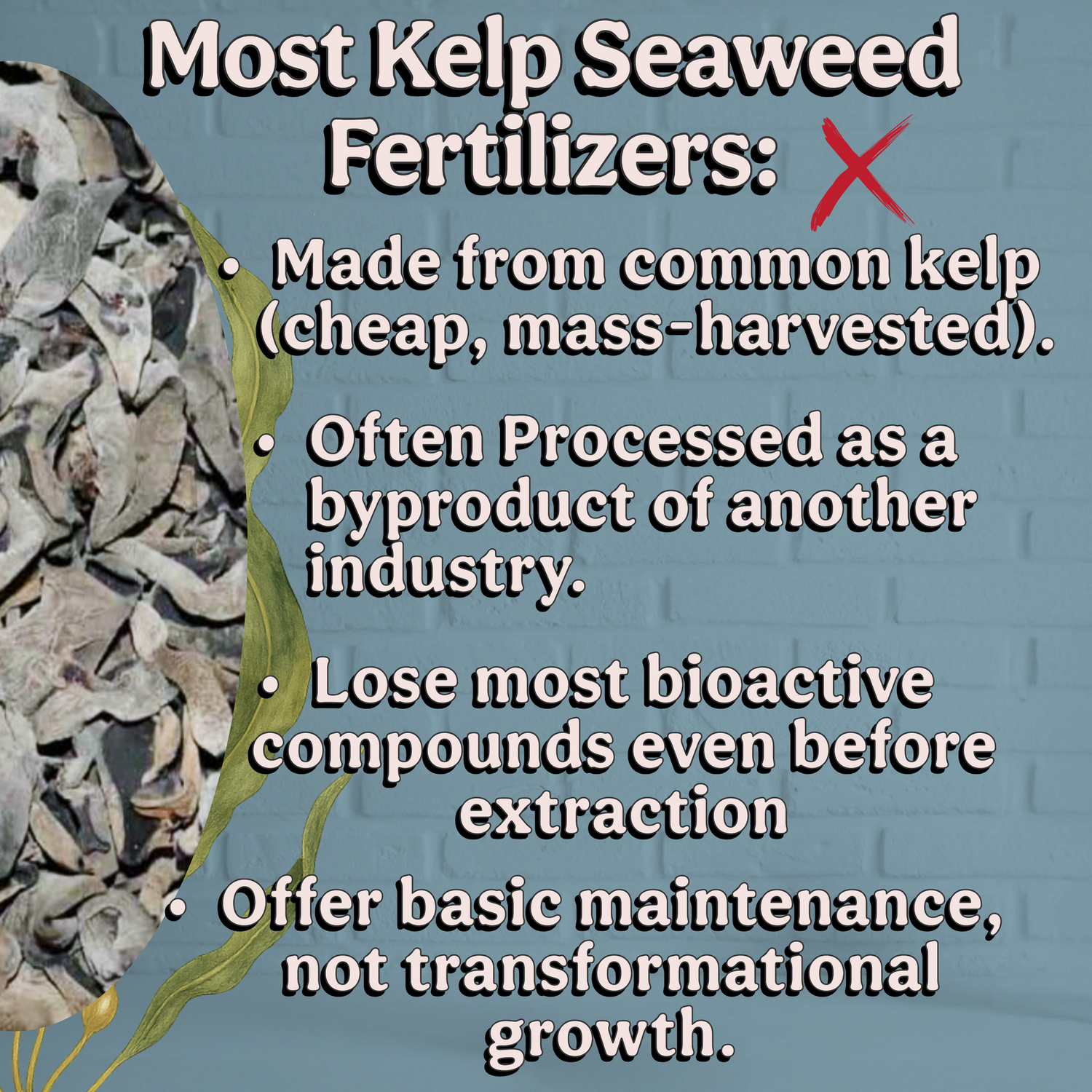 100% Kelp Extract Plant Superfood