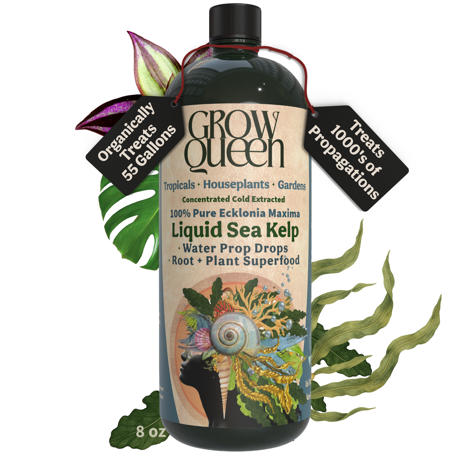 Ecklonia Maxima Kelp Extract Plant Superfood