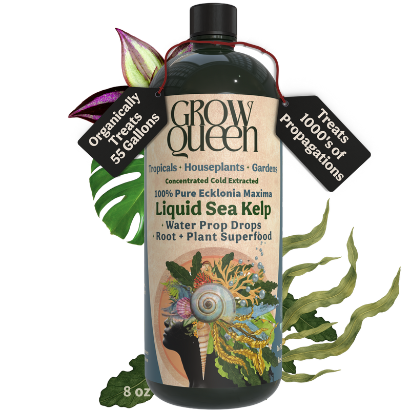 100% Ecklonia Seaweed Extract