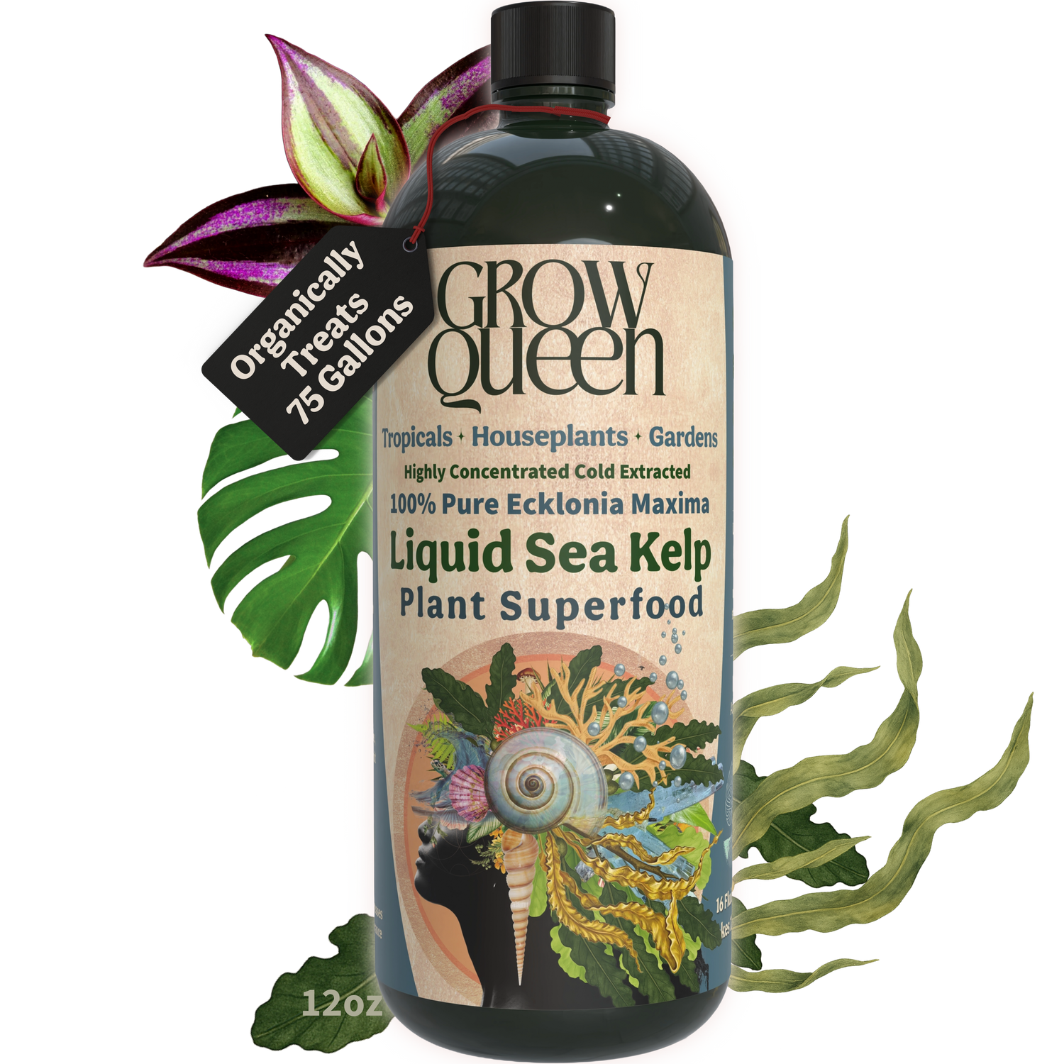 100% Kelp Extract Plant Superfood