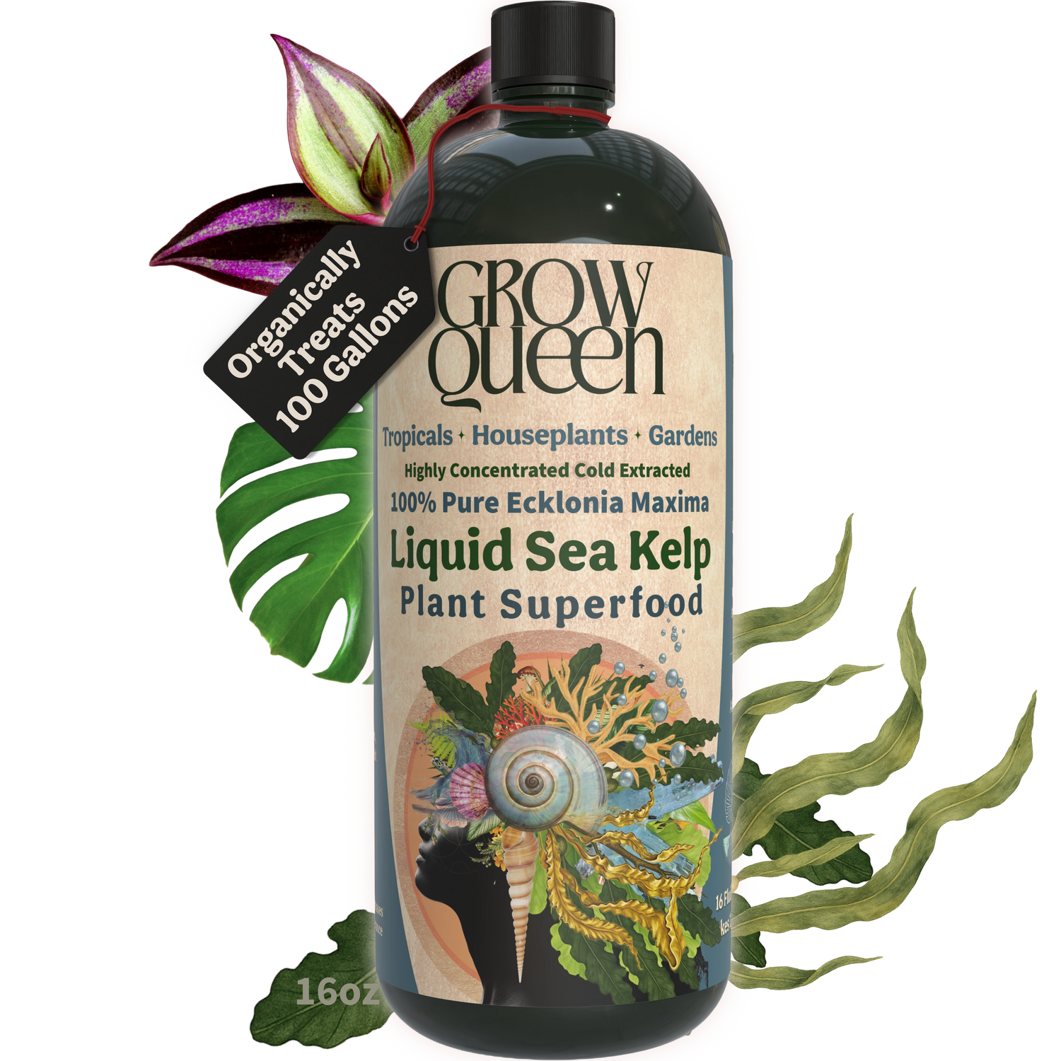 100% Kelp Extract Plant Superfood