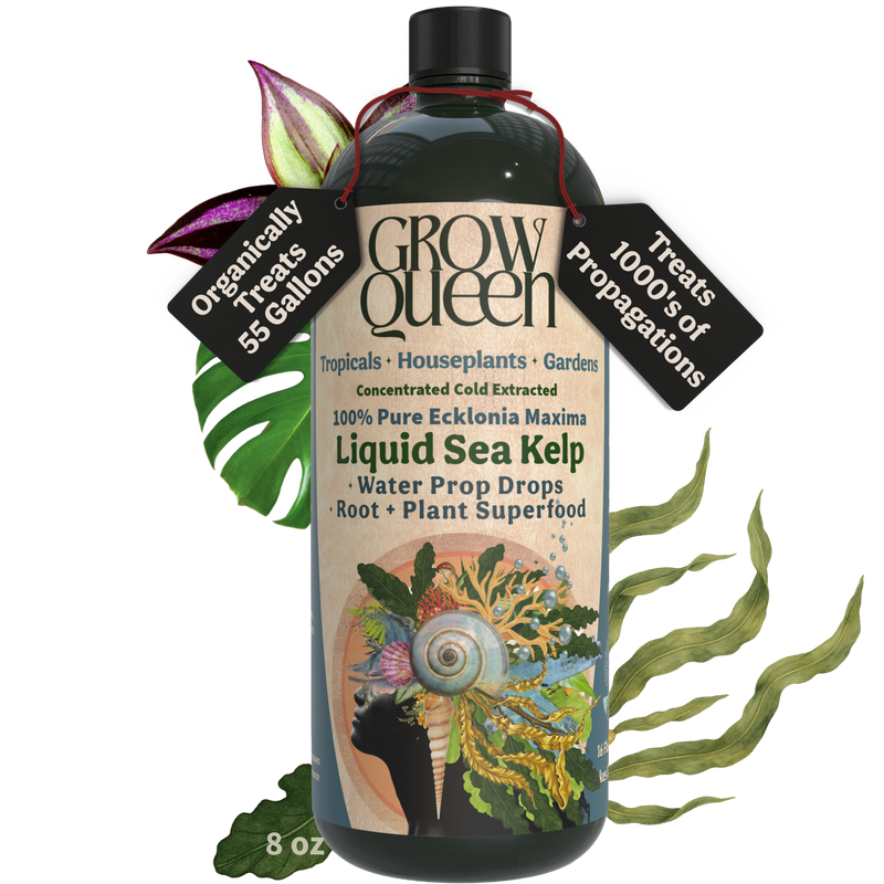 100% Ecklonia Seaweed Extract