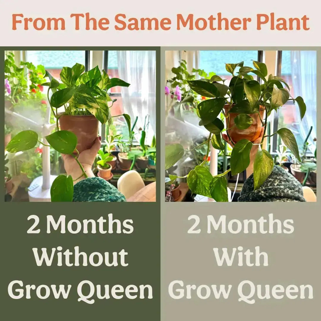 Succulent Organic Plant Food Grow Queen