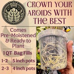 Crown Your Aroids With The Best - Comes Pre-Moistened & Ready to Plant