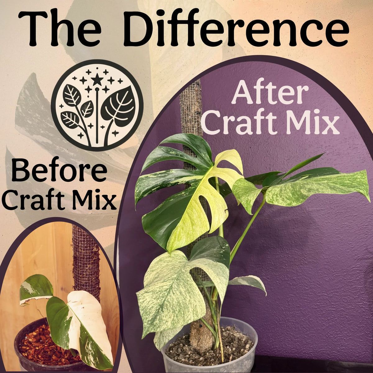 The Difference - Before and After Craft Aroid Mix