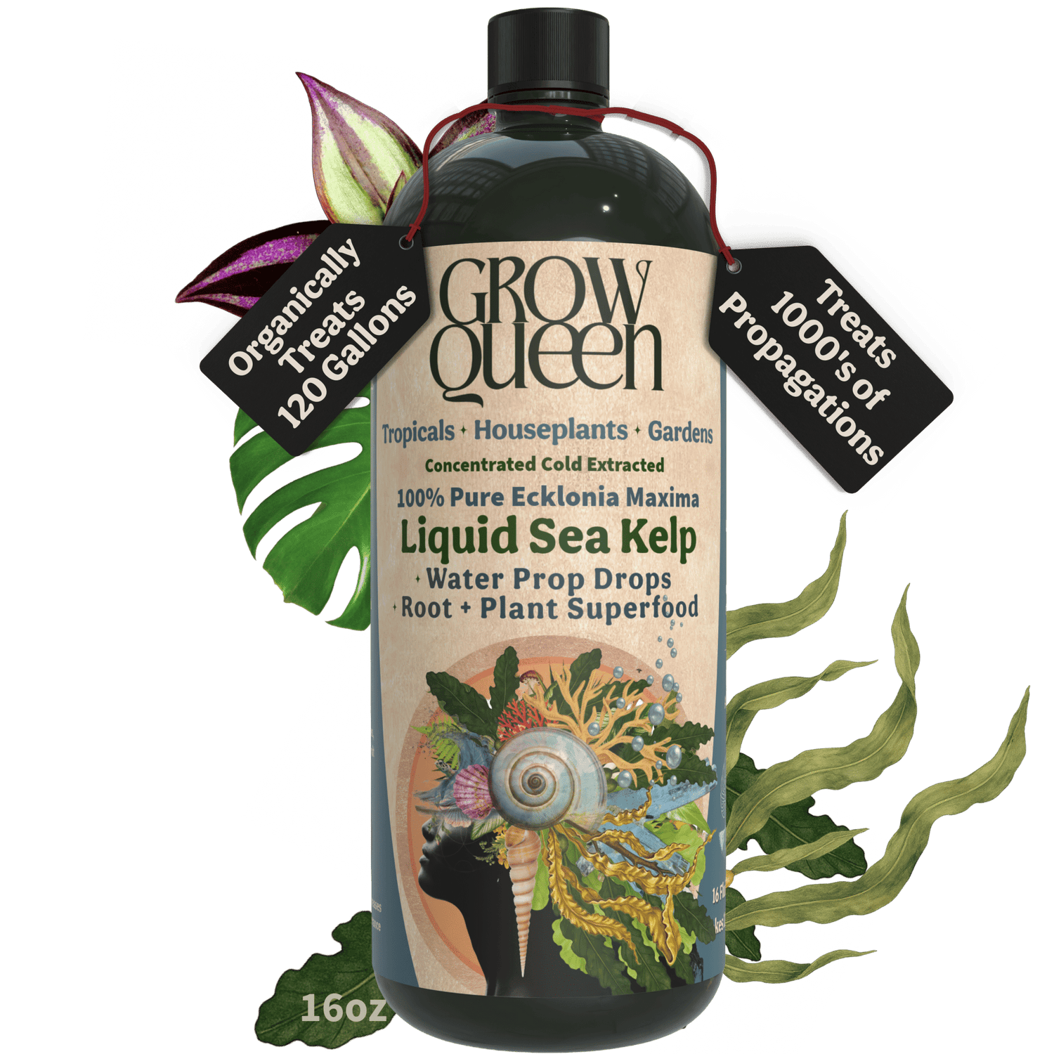 Ecklonia Maxima Kelp Extract Plant Superfood - Grow Queen