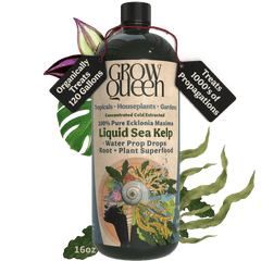 Ecklonia Maxima Kelp Extract Plant Superfood - Grow Queen