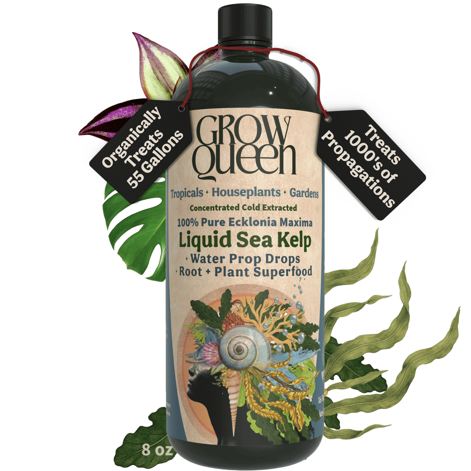Ecklonia Maxima Kelp Extract Plant Superfood - Grow Queen