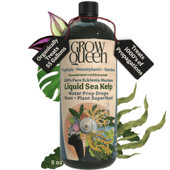 Ecklonia Maxima Kelp Extract Plant Superfood - Grow Queen