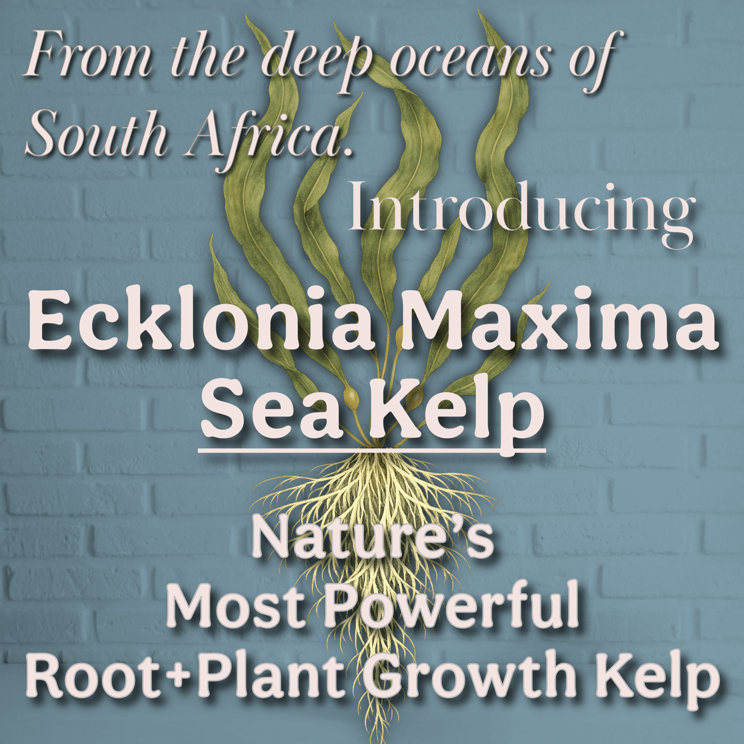 Ecklonia Maxima Kelp Extract Plant Superfood