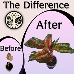 The Difference - Before and After Craft Houseplant Mix