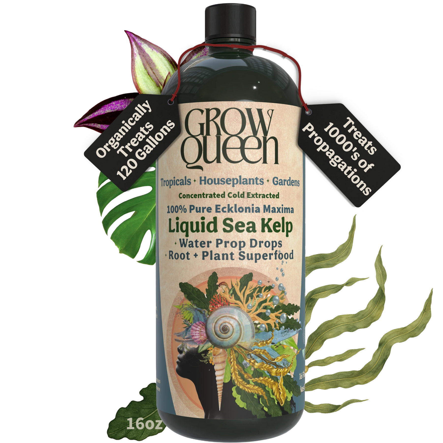 Ecklonia Maxima Kelp Extract - 16oz bottle