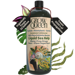 Ecklonia Maxima Kelp Extract - 8oz bottle