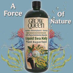 A Force Of Nature - Ecklonia Maxima Kelp Extract