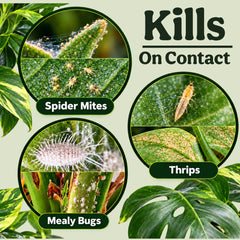 Leaf Knight kills spider mites, thrips and mealybugs on contact