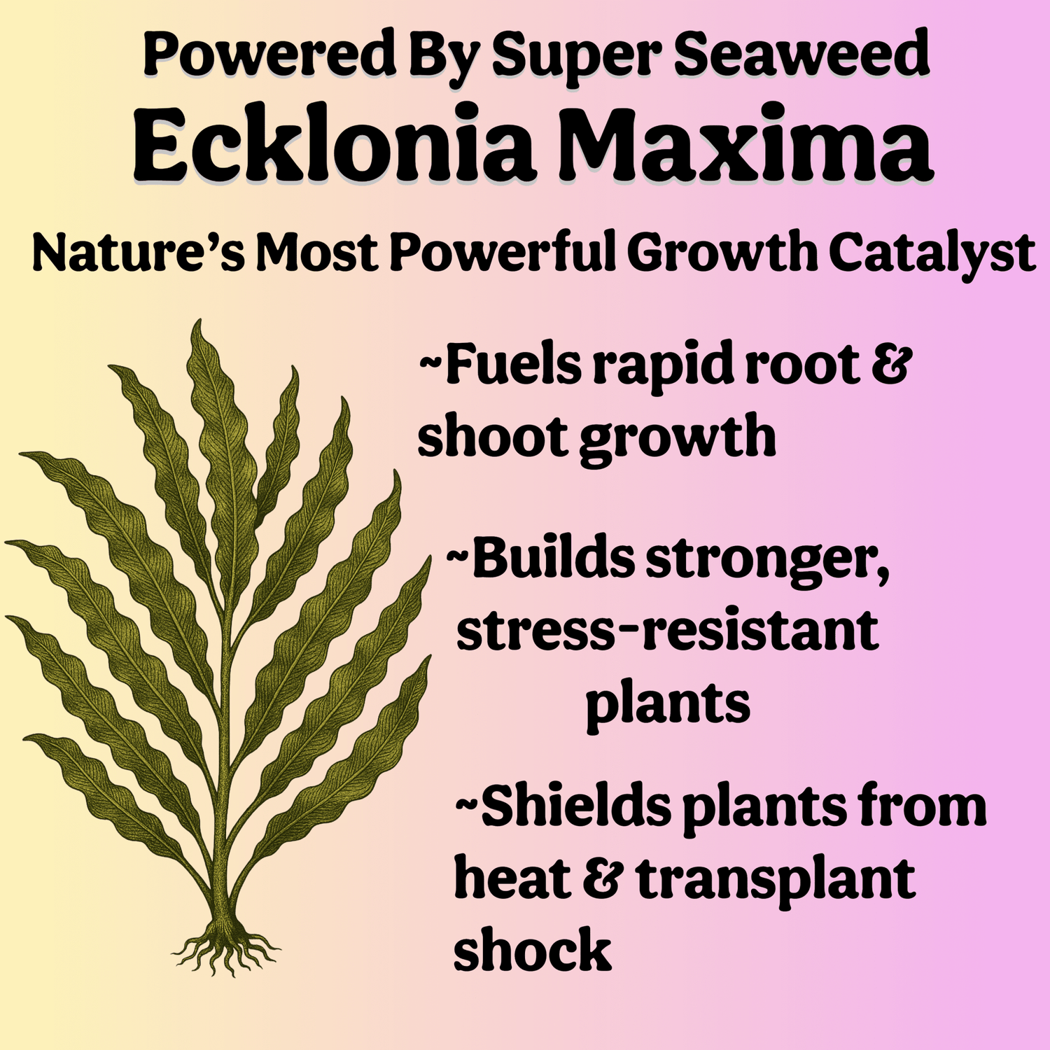 Organic 5-5-5 Liquid Plant Food