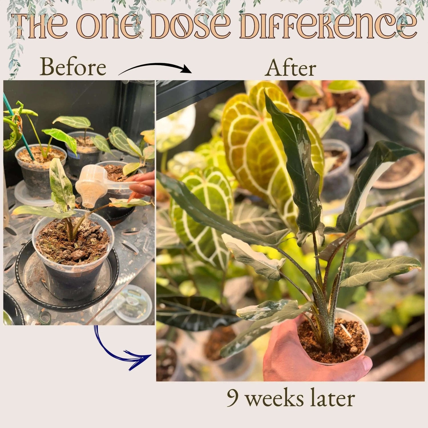 Organic Time Release Plant Food