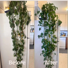 Organic Time Release Plant Food - Grow Queen